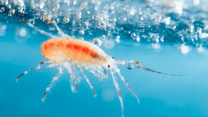 photo epishura baikal Животные Байкала: фауна озера и побережья, эндемики, нерпа, заповедники